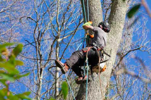 Savoir-faire d'Au fil des Arbres