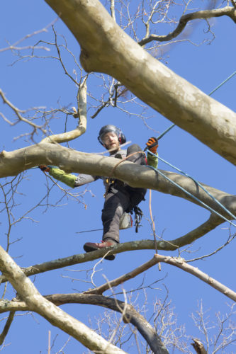 Au fil des arbres, élagage des arbres 61