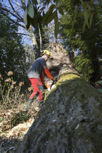 Au fil des arbres, élagage des arbres 60