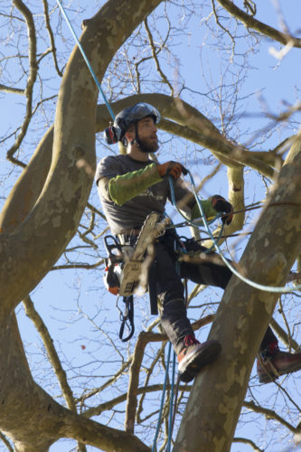 Au fil des arbres, élagage des arbres 59