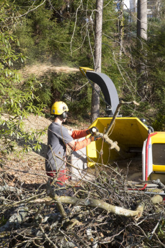 Au fil des arbres, taille des arbres 55