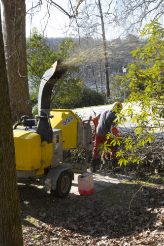 Au fil des arbres, taille des arbres 54