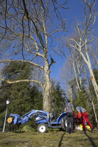 Au fil des arbres, taille des arbres 52