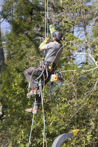 Au fil des arbres, taille des arbres 50