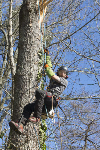 Au fil des arbres, taille des arbres 49