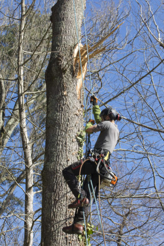 Au fil des arbres, entretien parcs et jardins 47