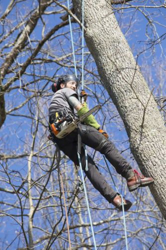 Au fil des arbres, élagage des arbres 63