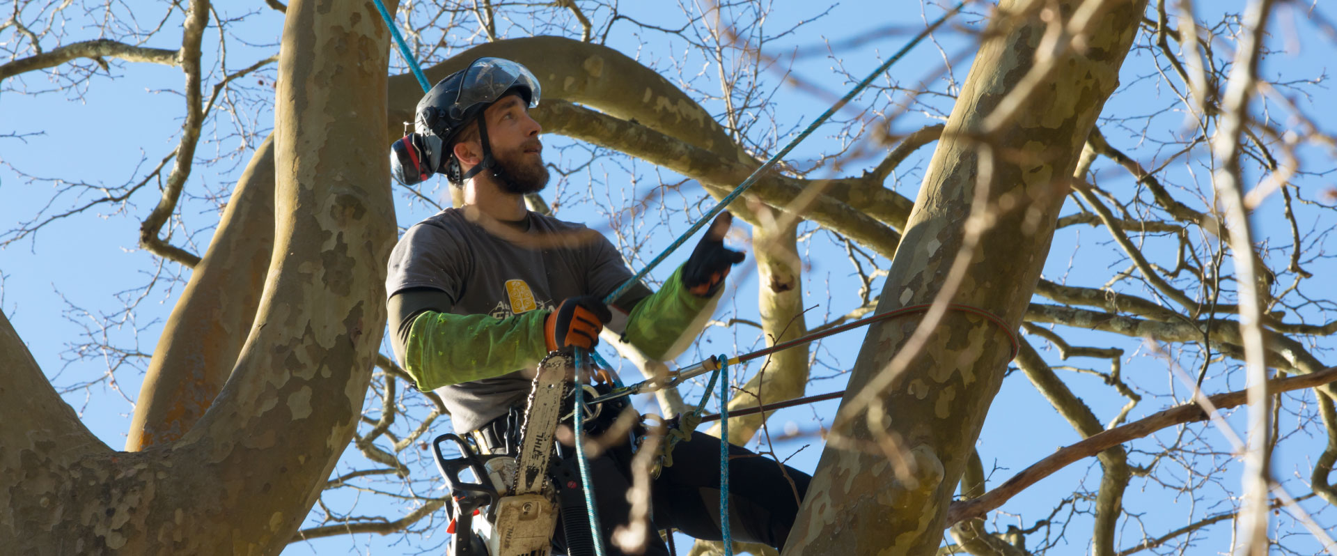 Au fil des arbres, élagage des arbres 67