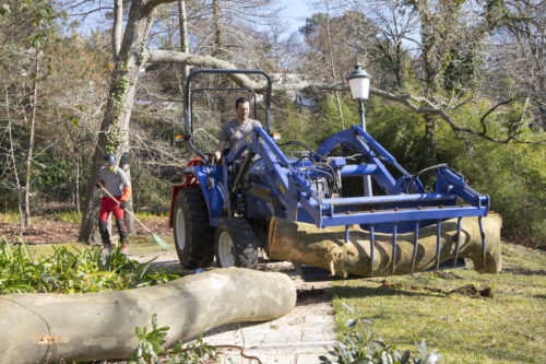 Au fil des arbres, taille des arbres pays basque 25