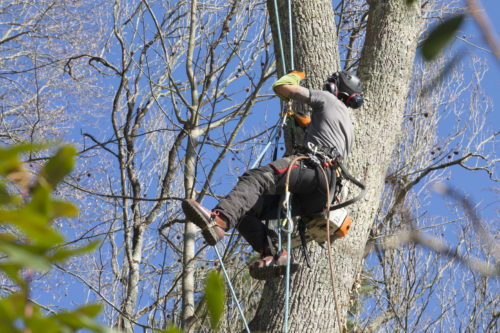 Au fil des arbres, taille des arbres pays basque 19