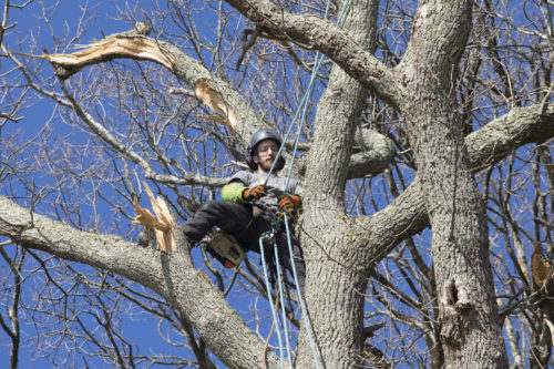 Au fil des arbres, taille des arbres pays basque 27