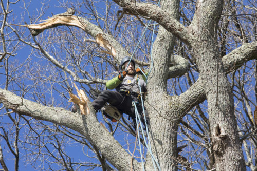 Au fil des arbres, taille des arbres pays basque 26