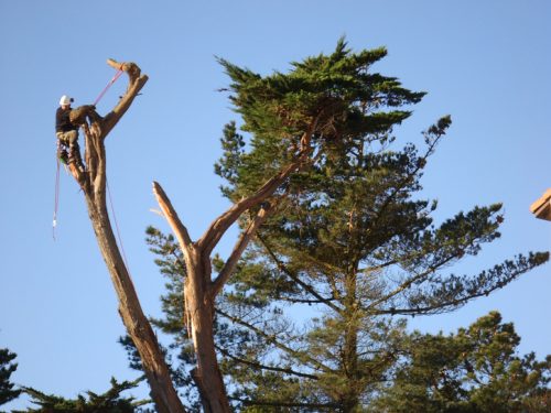 Au fil des arbres, taille des arbres pays basque 10