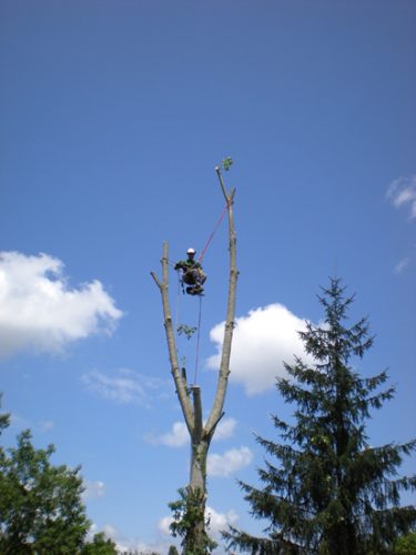 Au fil des arbres, taille des arbres pays basque 12