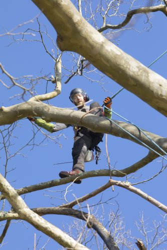 Au fil des arbres, taille des arbres pays basque 17