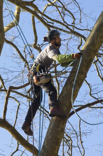 Au fil des arbres, taille des arbres pays basque 15