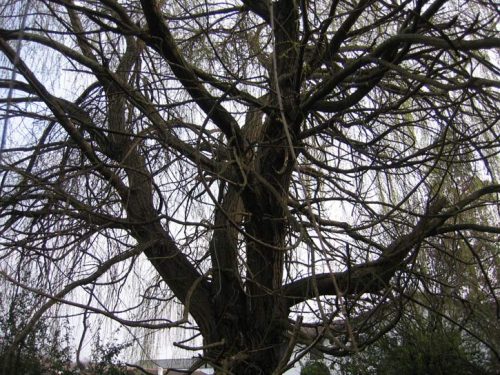 Au fil des arbres, taille des arbres pays basque 9